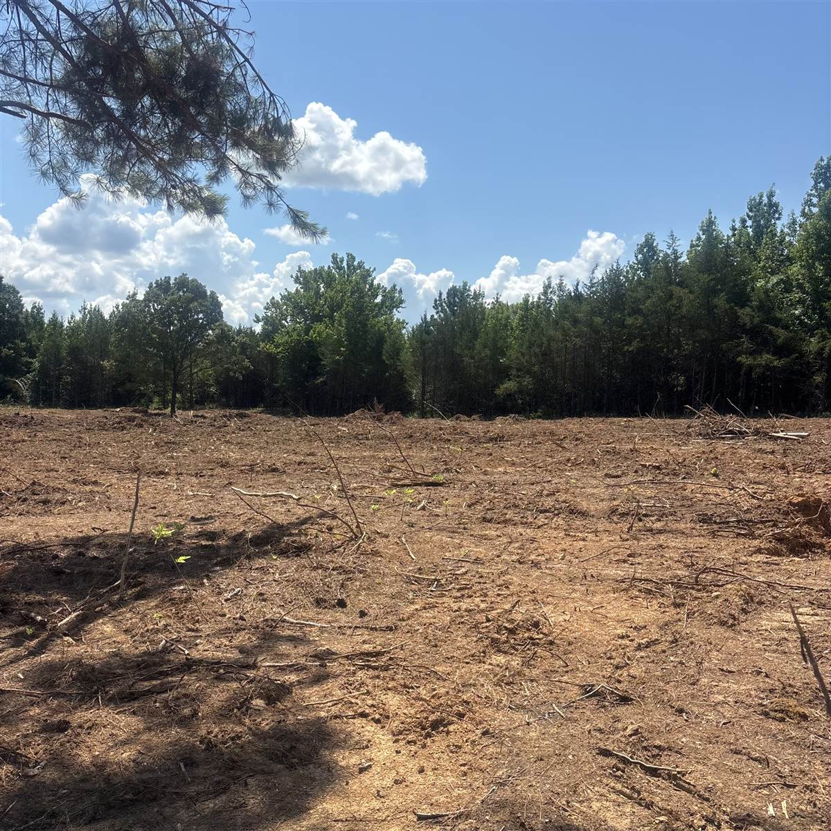 Freshly cleared land ready for dirt work